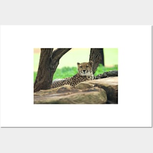 Cheetah On The Rocks Posters and Art